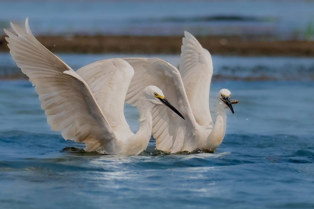 Photograph by NAVIN AGARWAL