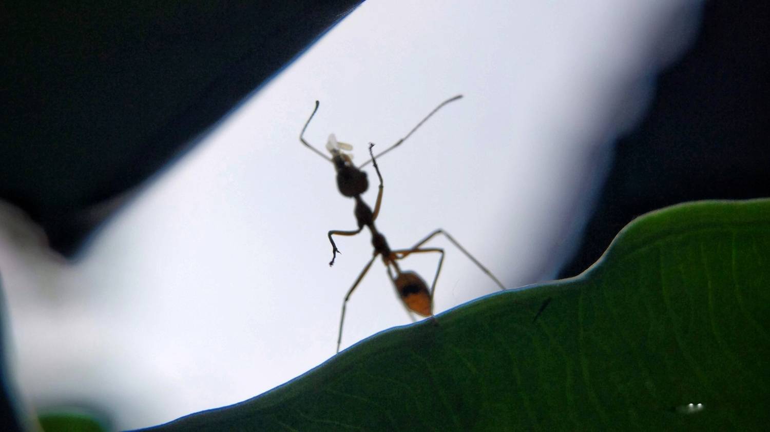 Life is tough sometimes .. Mobile macro