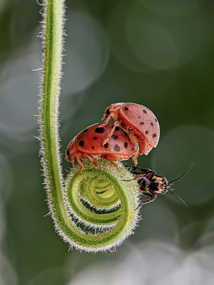 Фотография автора ISLAM SK RIYAJUL