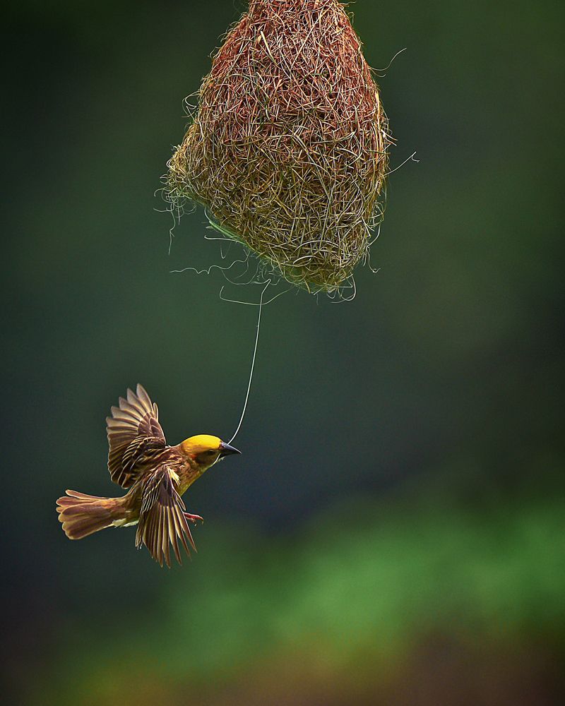 BAYA WEAVER