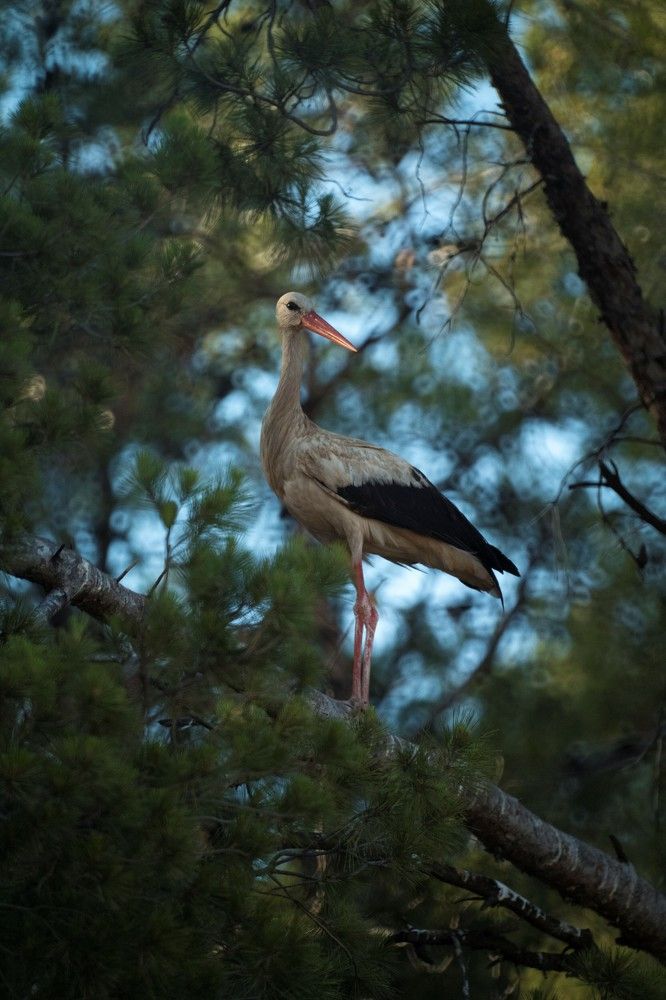 Photograph by Антон Шаркас