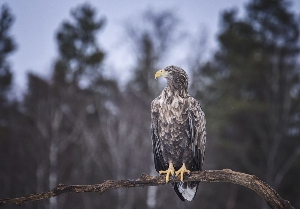 Орлан-белохвост.