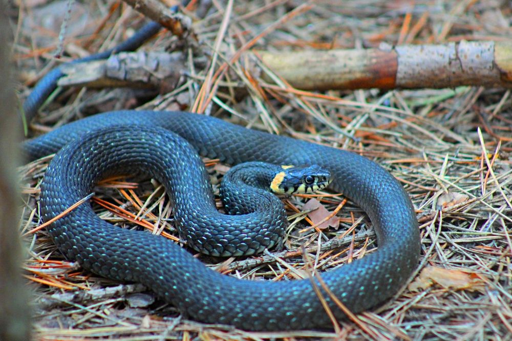 Photograph by Наталья Селиванова