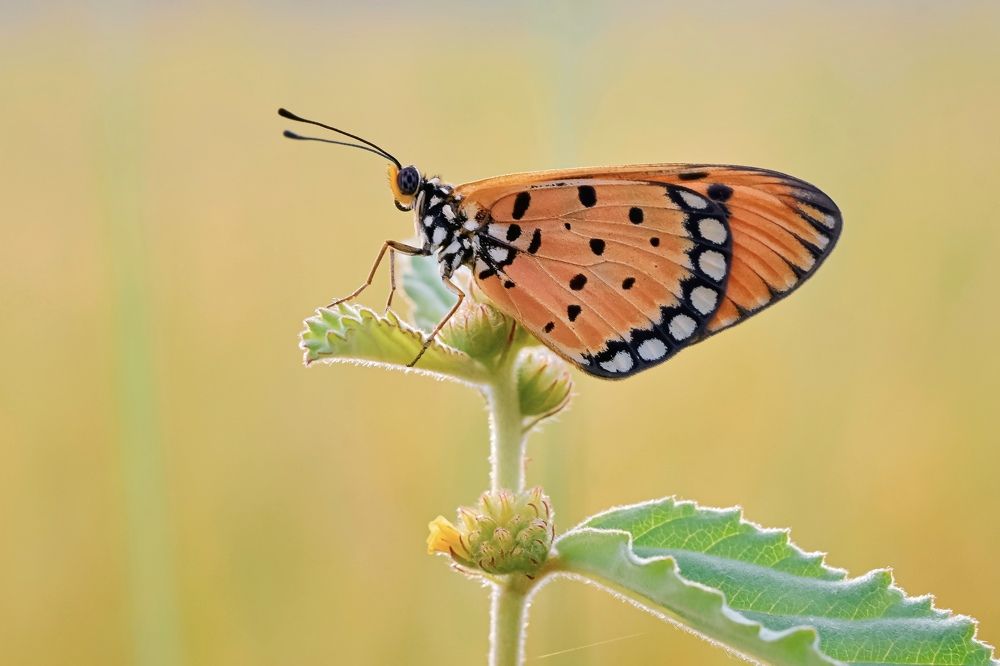 A butterfly on the grass flower