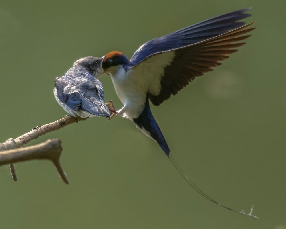 Photograph by sujeesh p sujeesh puthanveettil