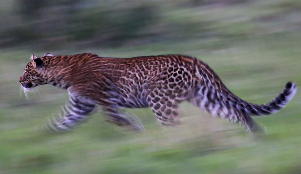 Leopard Hunting