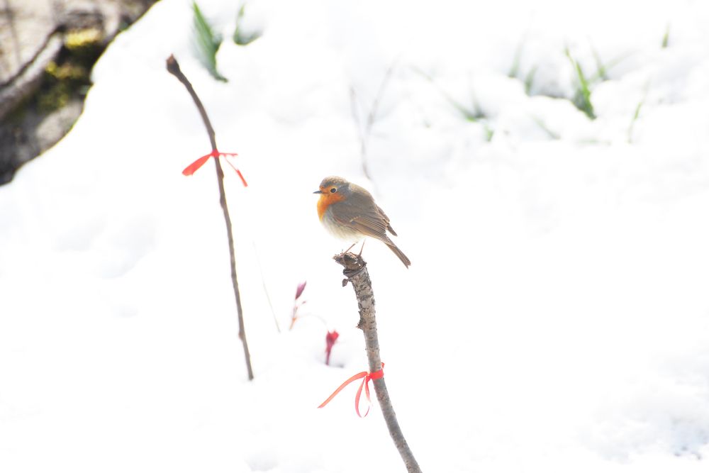 Фотография автора Ольга Круковская