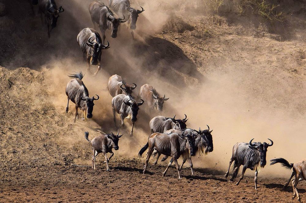 Wildbeest Migration Serengeti