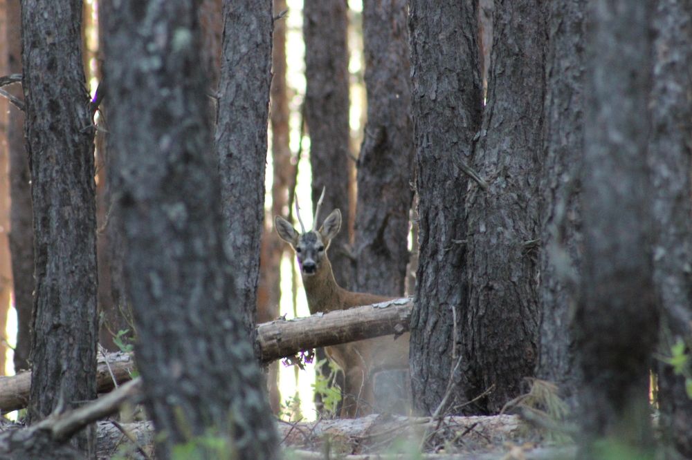 Photograph by Наталья Селиванова