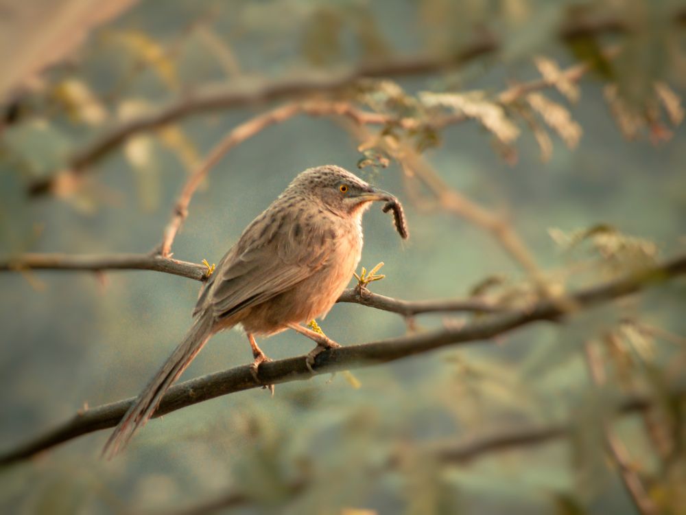 Фотография автора Furqan Hadier