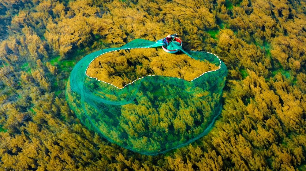 A new yellow seaweed season
