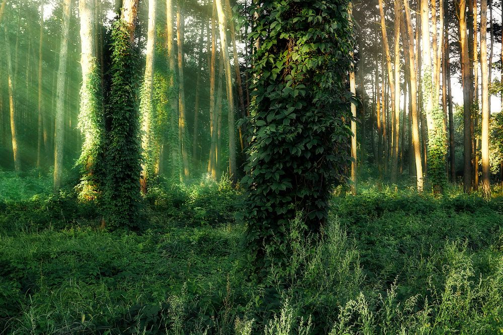 Photograph by Александр Падажецкий