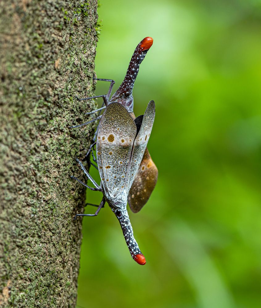 Photograph by TIAN CHING TAN