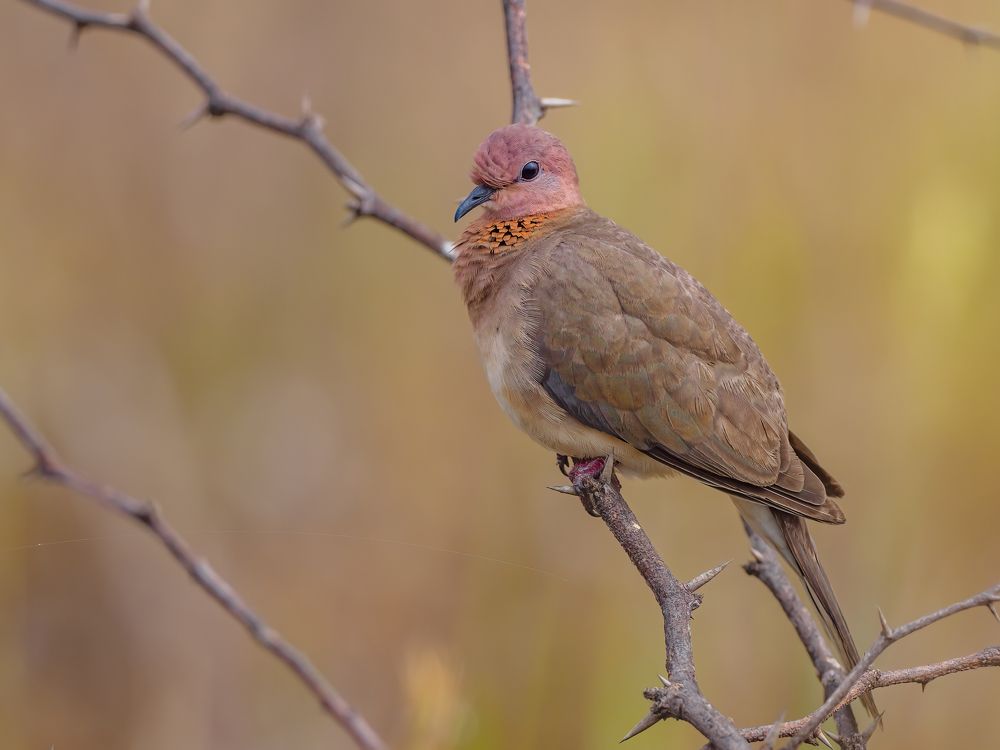 Photograph by Venkat Mangudi