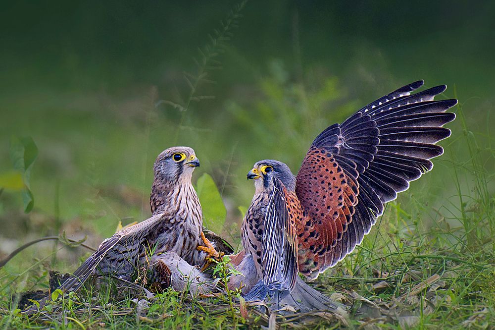 Photograph by Anirban Dutta