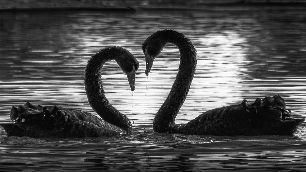 Photograph by Arjun Sasi