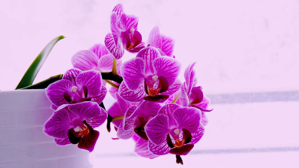 Photograph by Vessella