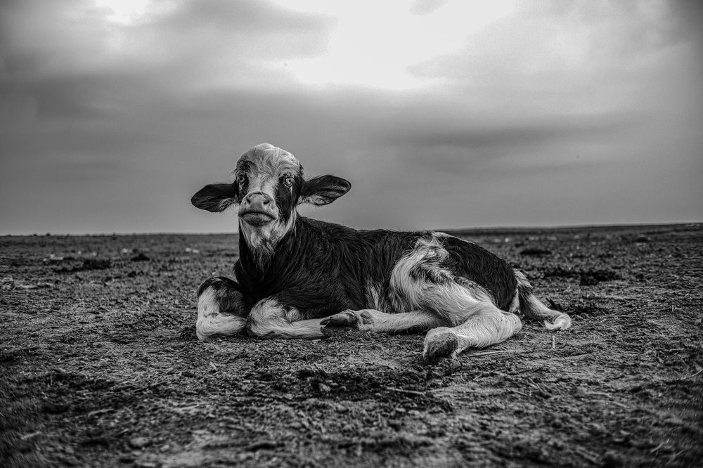 Photograph by Muqtada Mohsen