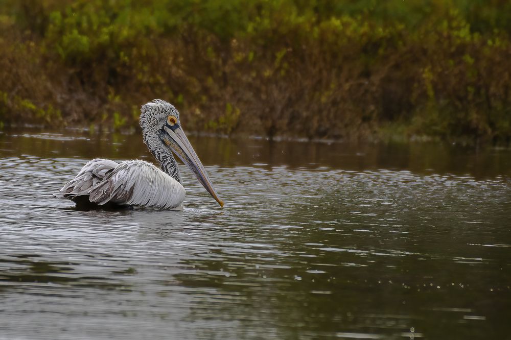 Photograph by M.I.M. Mahir