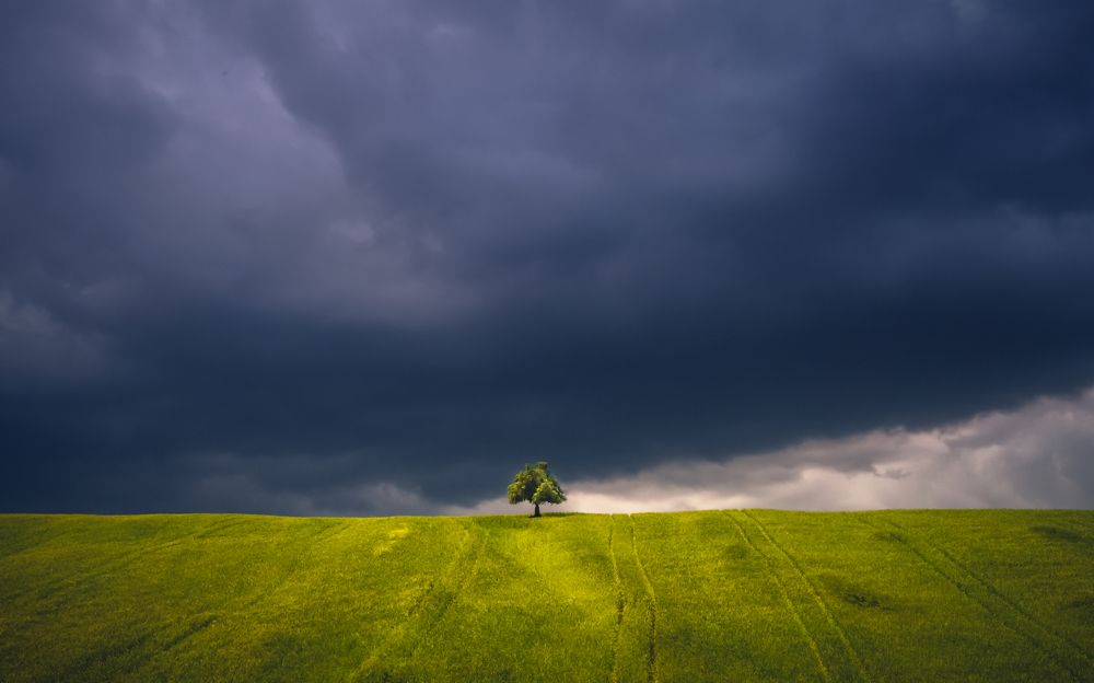 Lonely tree