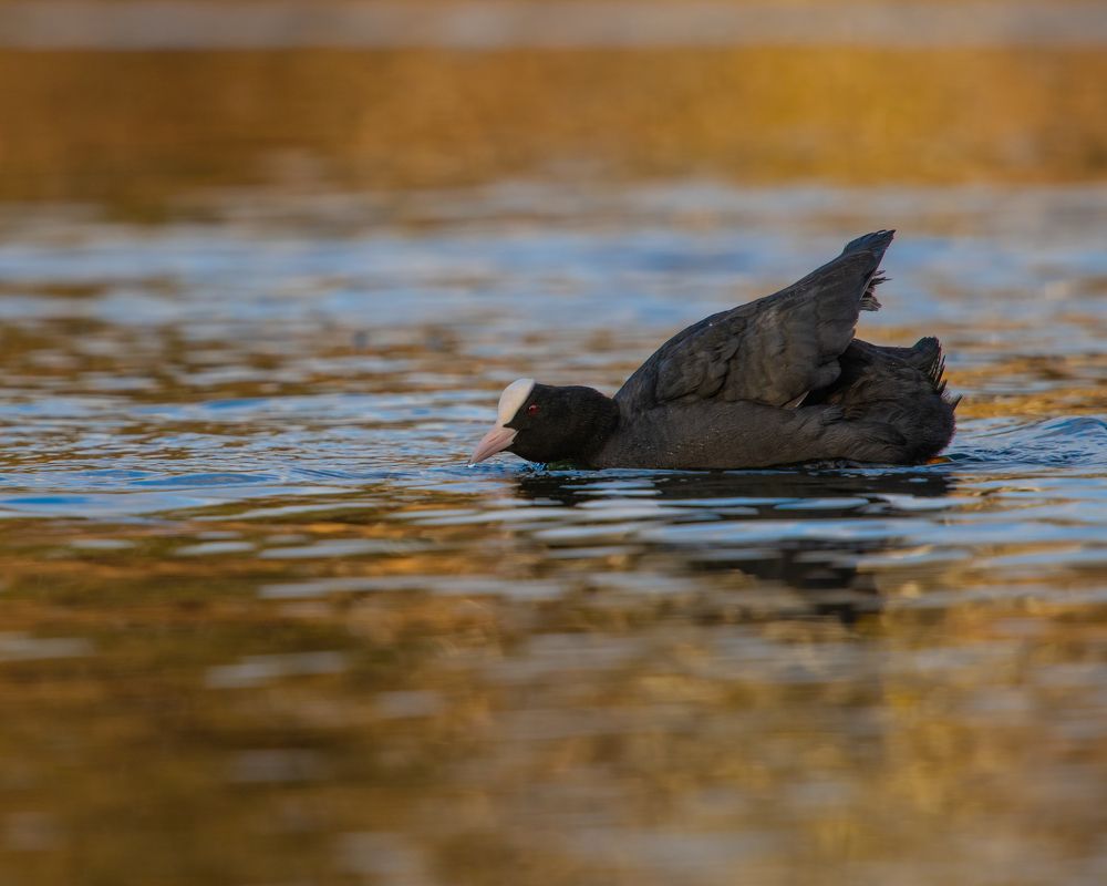 Fight for superior breeding spot