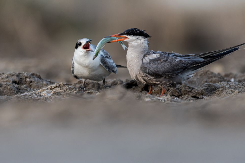 Photograph by Sunil Dhar