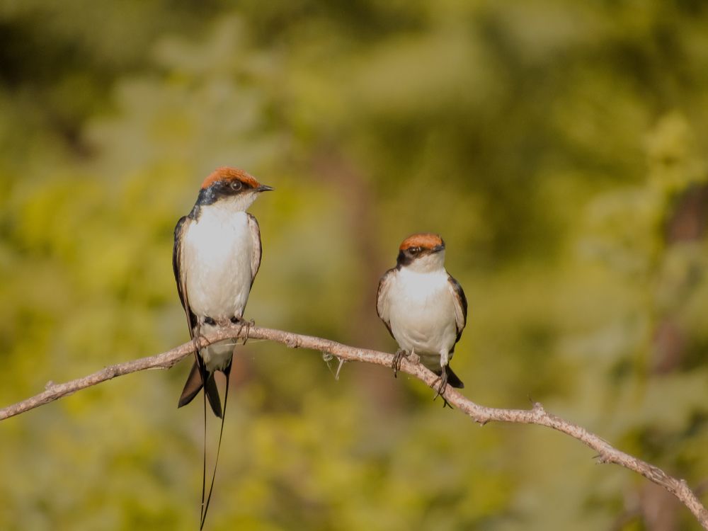 Фотография автора Furqan Hadier