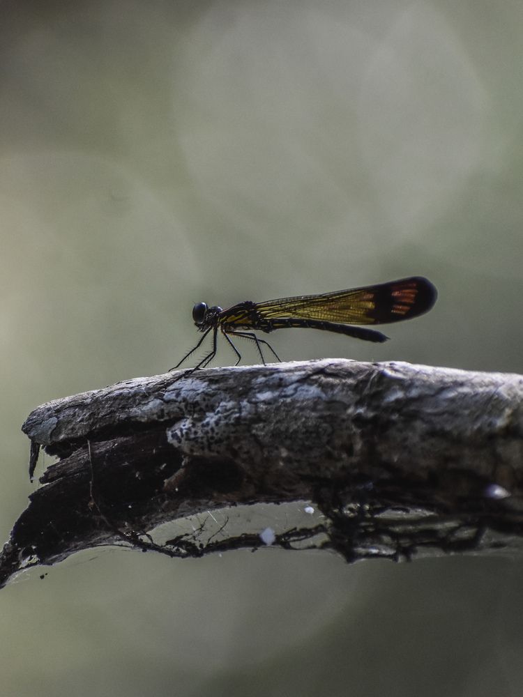 Photograph by Rohan B S