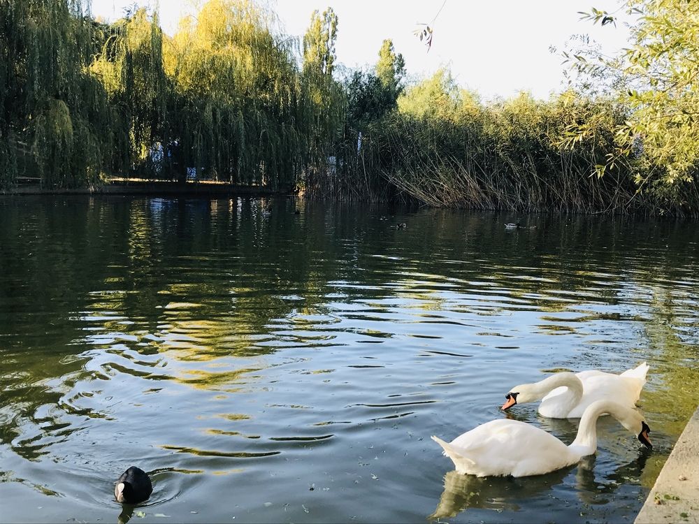 Photograph by Anca Hultoana