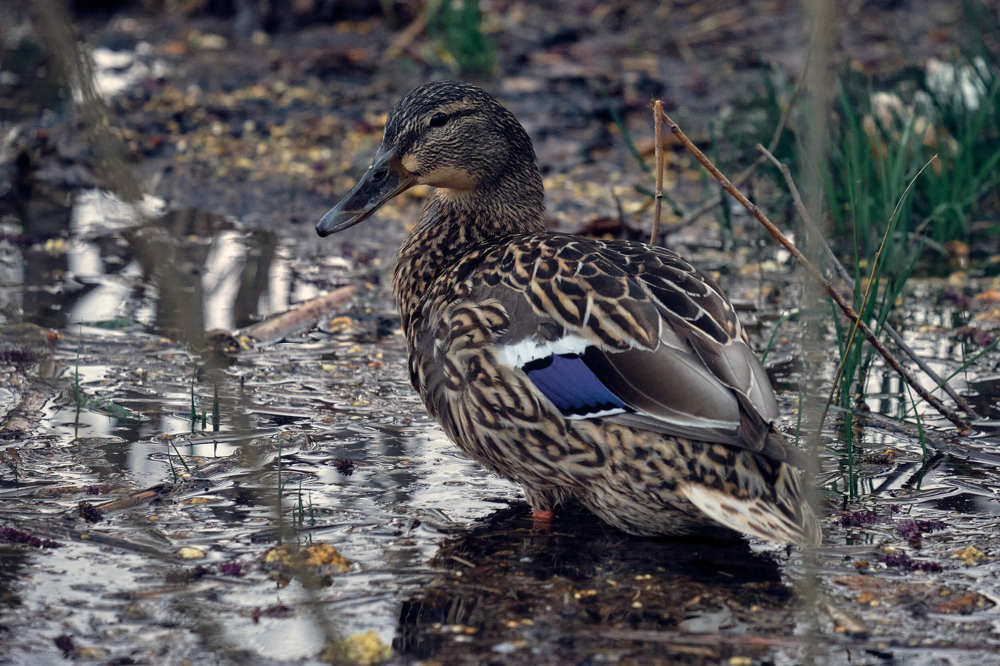 Photograph by Александр Серняк