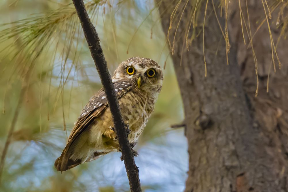 Photograph by Sameer Bhalekar