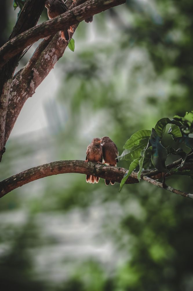 Photograph by Dineth Thathsara