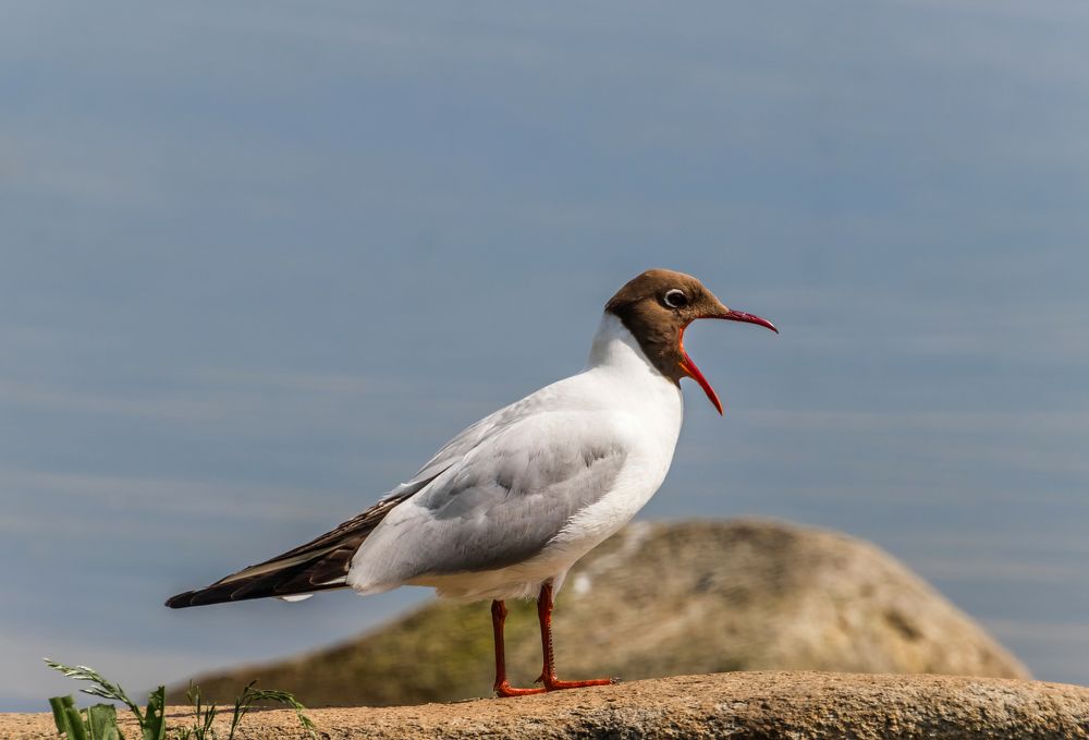 Photograph by Николай Диордиев