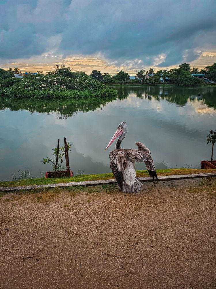 Photograph by Dineth Thathsara