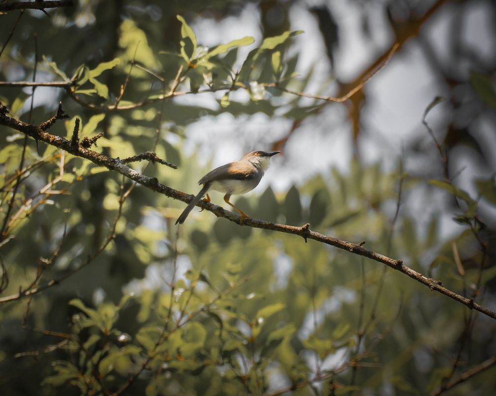 Photograph by Dineth Thathsara