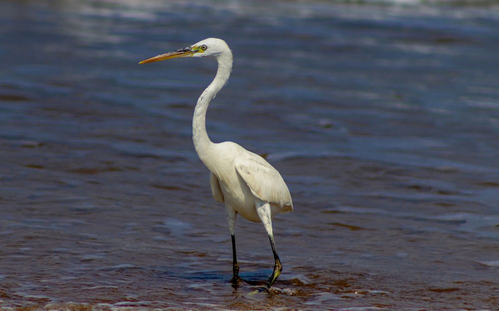 Photograph by Ali El bassel