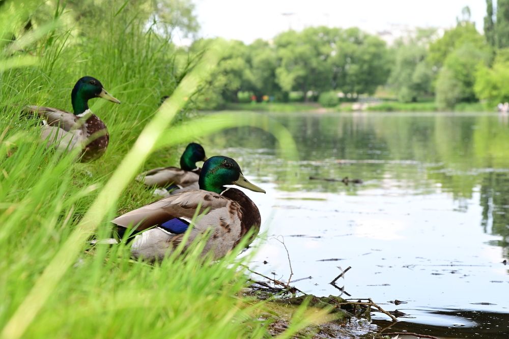 Photograph by Сергей Кривоносов