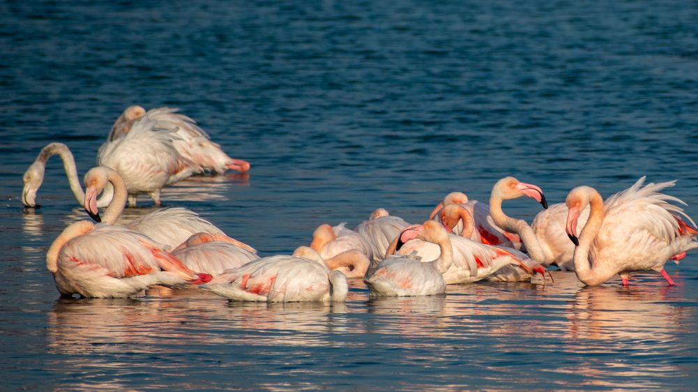 Flamingo Family