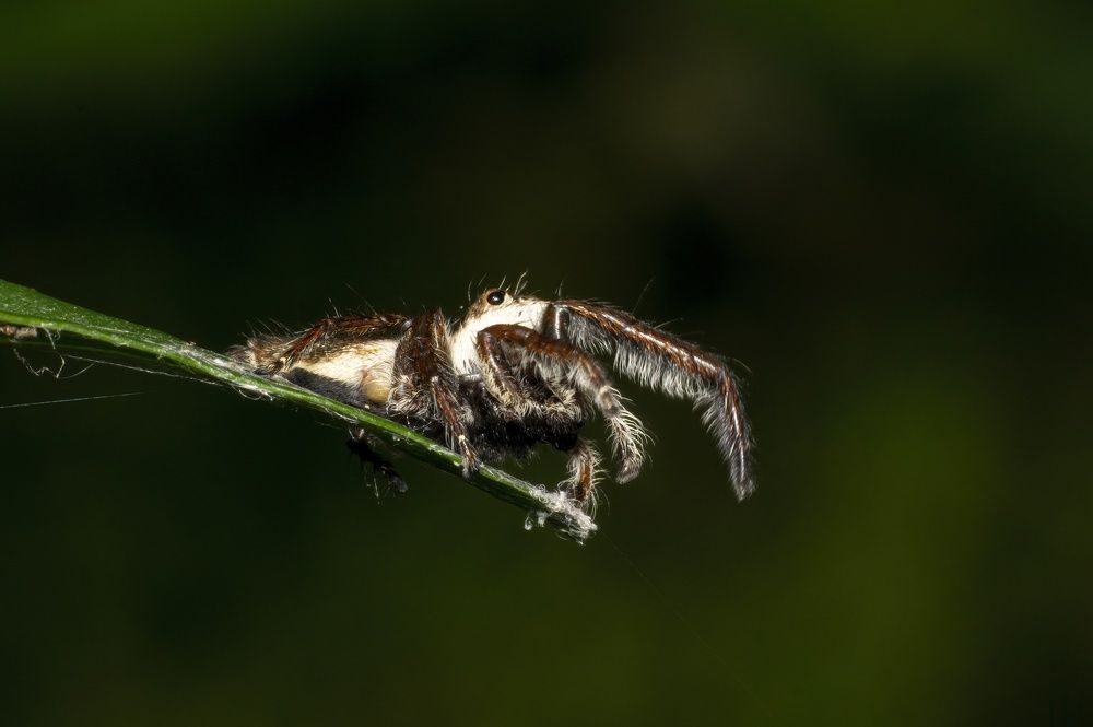 Spider on its way
