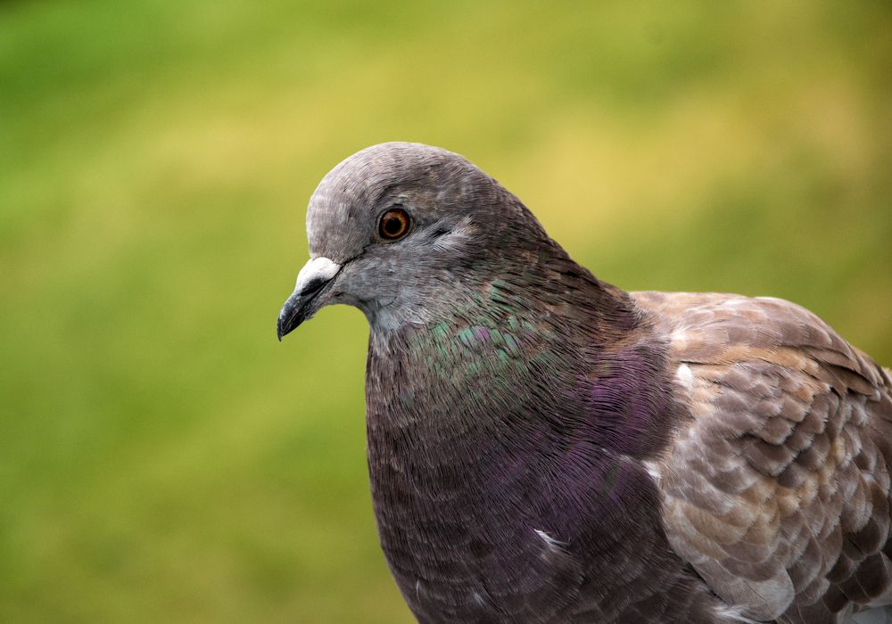 Фотография автора Альбина Хвастунова