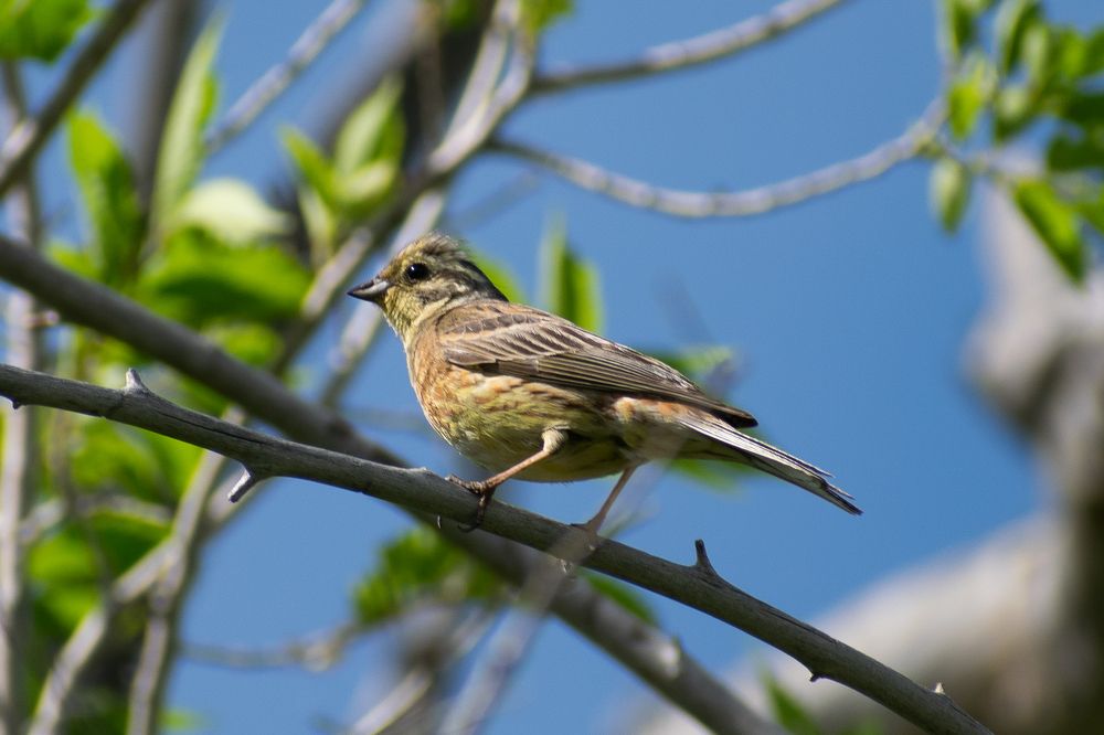 Фотография автора Савельев Алексей