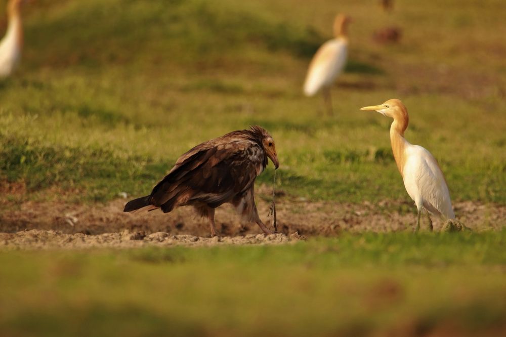 Photograph by Premal Nandpal