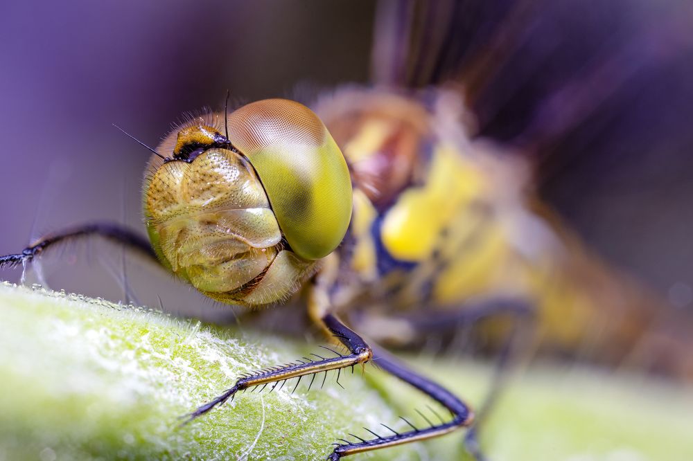 Photograph by Tomas Hora