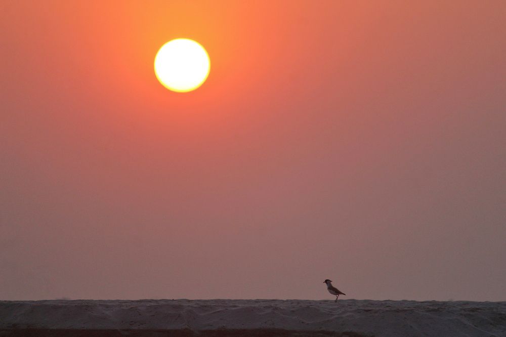 Lone