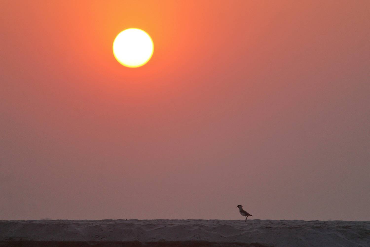 Lone