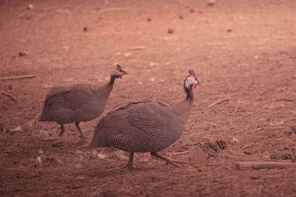 Photograph by Aleksandar Nikolov