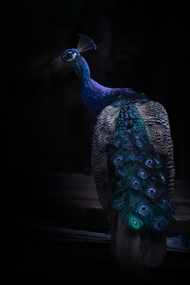 Photograph by Aleksandar Nikolov