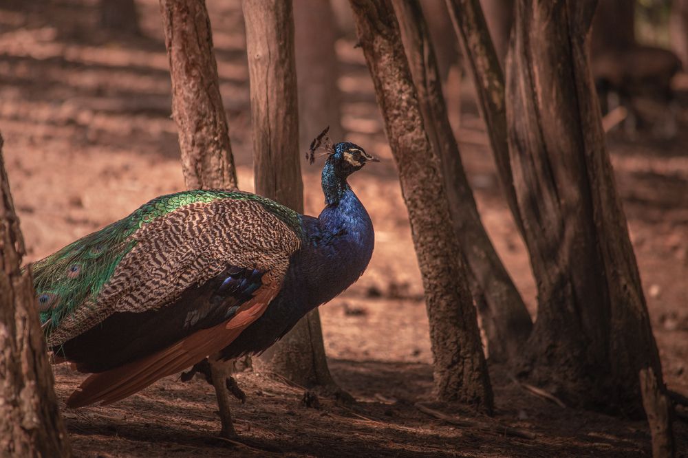 Photograph by Aleksandar Nikolov