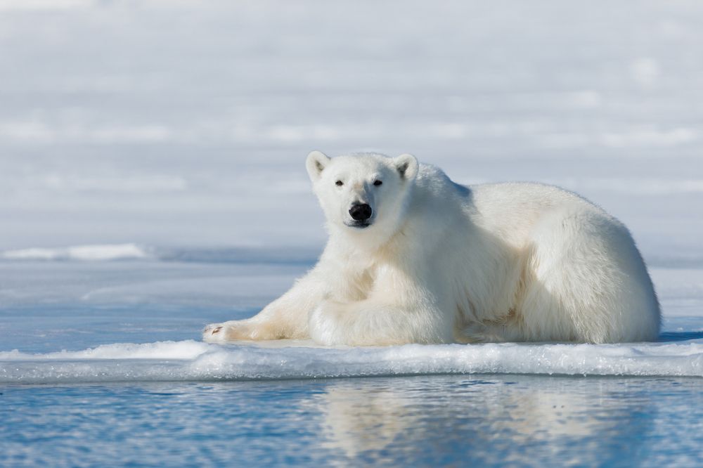 Photograph by Ruzdi Ekenheim