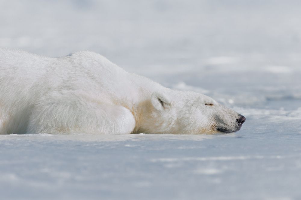 Photograph by Ruzdi Ekenheim